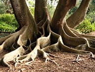 treeroots